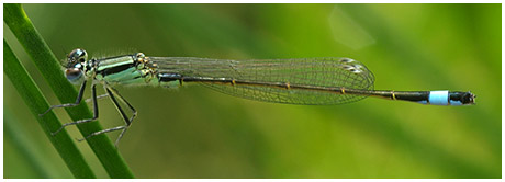 Ischnura elegans mâle immature