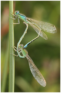 Ischnura pumilio accouplement