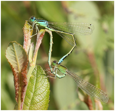 Ischnura pumilio accouplement