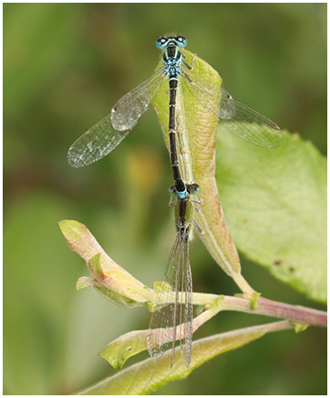 Ischnura pumilio accouplement