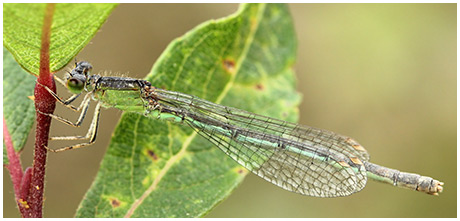 Ischnura pumilio femelle