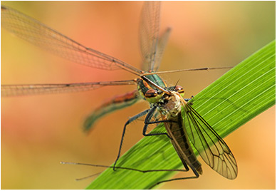 Pyrrhosoma nymphula femelle repas de tipule