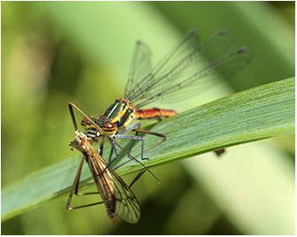 Pyrrhosoma nymphula femelle repas de tipule