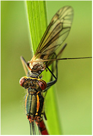 Pyrrhosoma nymphula femelle repas de tipule