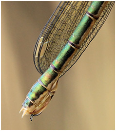 Lestes dryas femelle émergente