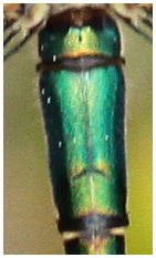Lestes dryas mâle