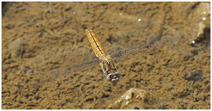 Orthetrum brunneum ponte