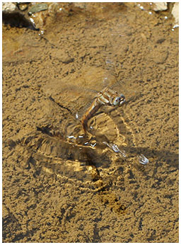 Orthetrum brunneum ponte