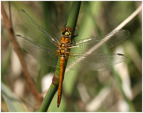 Sympetrum sanguineum émergent