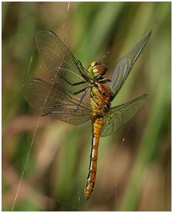 Sympetrum sanguineum émergent