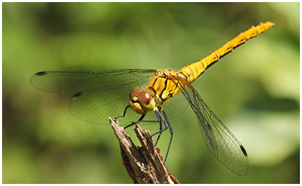 Sympetrum sanguineum mâle immature 