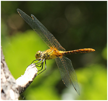 Sympetrum sanguineum mâle immature