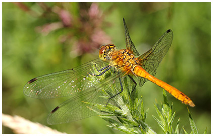 Sympetrum sanguineum mâle immature