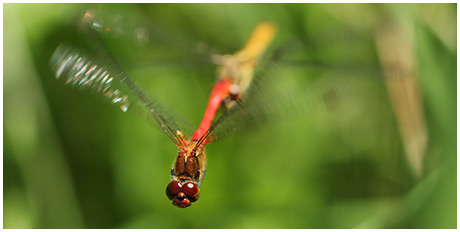 Sympetrum sanguineum en ponte