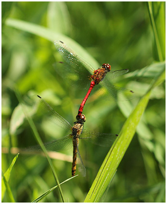 Sympetrum sanguineum en ponte