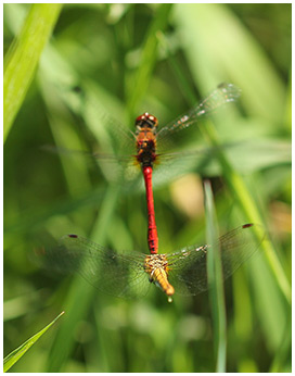 Sympetrum sanguineum en ponte