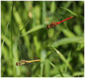 Sympetrum sanguineum en ponte