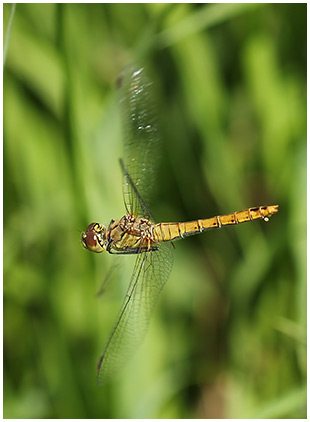 Sympetrum sanguin en ponte