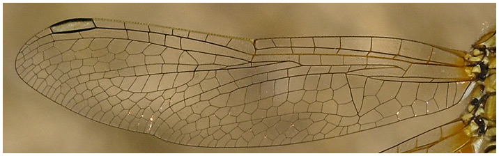 Aile sympetrum fonscolombii