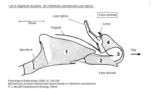 Les 4 segments du pénis d'Orthetrum coerulescens au repos