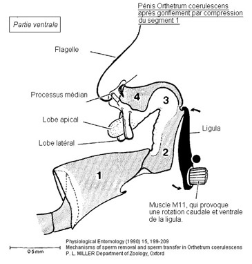 Le pénis d'Orthetrum coerulescens après compression du segment 1