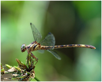 Archaeogomphus infans femelle, Rio Miniclubtail