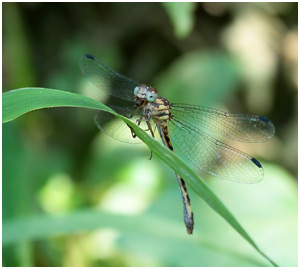 Archaeogomphus infans femelle, Rio Miniclubtail