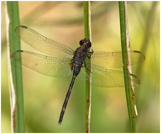 Erythemis plebeja femelle, Pin-tailed pondhawk