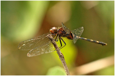 Erythemis plebeja femelle, Pin-tailed pondhawk