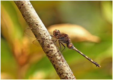 Erythemis plebeja femelle, Pin-tailed pondhawk