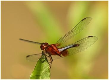 Erythrodiplax fusca mâle, Red-faced Dragonlet