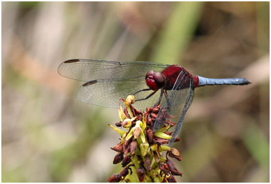 Erythrodiplax melanorubra mâle, Red-and-Blue Dragonlet 