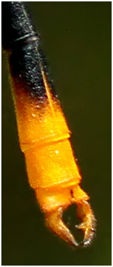 Heterargion ovatum, Dot-backed Flatwing, anal appendages