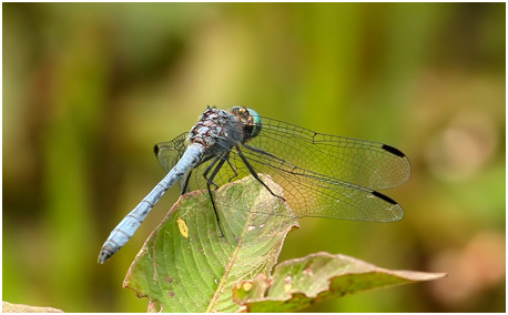 Micrathyria athenais, Blue-grey Dasher