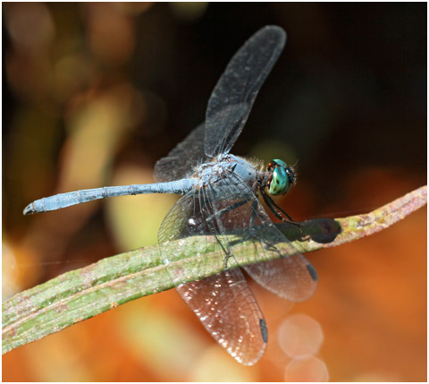 Micrathyria athenais, Blue-grey Dasher