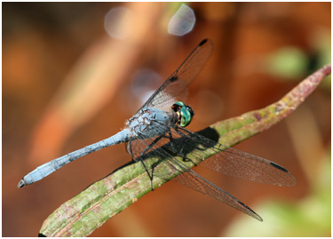 Micrathyria athenais, Blue-grey Dasher