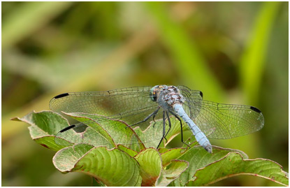 Micrathyria athenais, Blue-grey Dasher