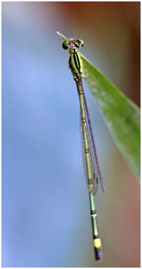 Neoneura confundens mâle, Lemon-striped Threadtail