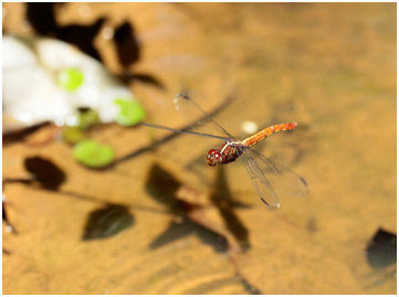 Orthemis discolor ponte, Carmine skimmer ovipositing