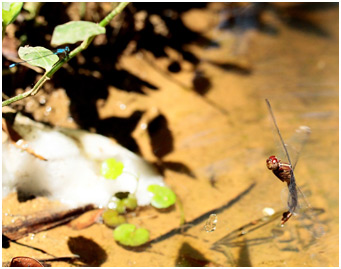 Orthemis discolor ponte, Carmine skimmer ovipositing