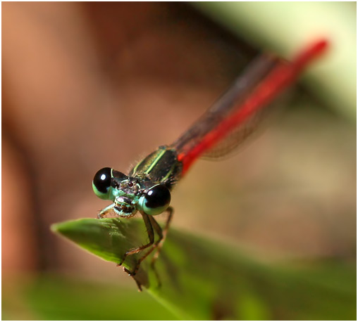 Telebasis filiola mâle, Striped Firetail