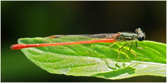 Telebasis filiola mâle, Striped Firetail