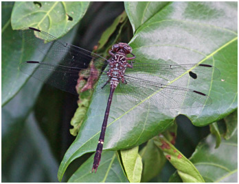 Zonophora campanulata femelle, Blacktail