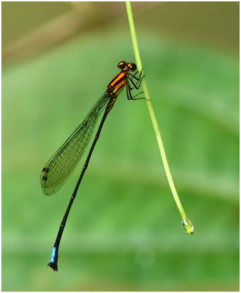 Acanthagrion apicale mâle