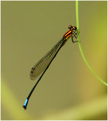 Acanthagrion apicale mâle