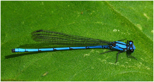 Argia medullaris mâle