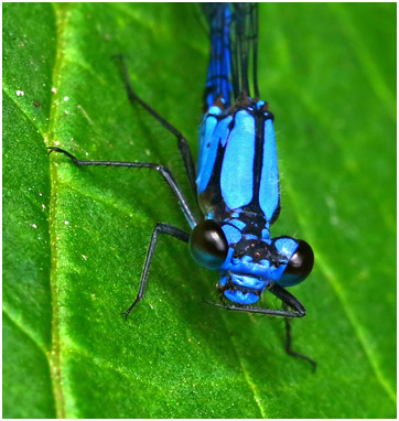 Argia medullaris mâle