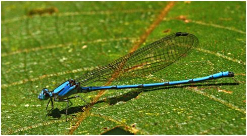 Argia medullaris mâle