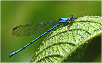 Argia medullaris mâle