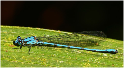 Argia medullaris mâle